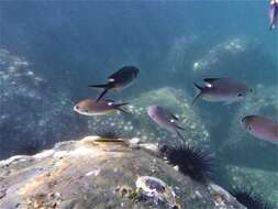 Image of Scissortail damselfish