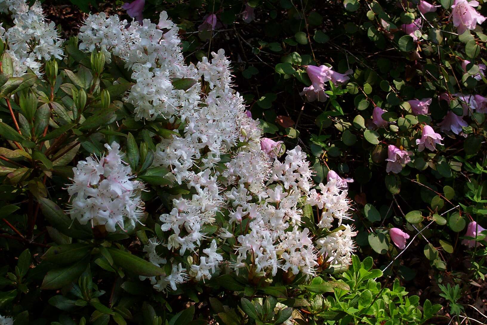 Imagem de Rhododendron hanceanum Hemsl.