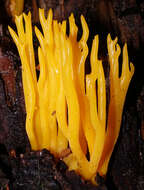 Imagem de Calocera viscosa (Pers.) Fr. 1821