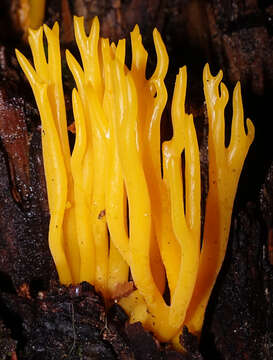 Imagem de Calocera viscosa (Pers.) Fr. 1821