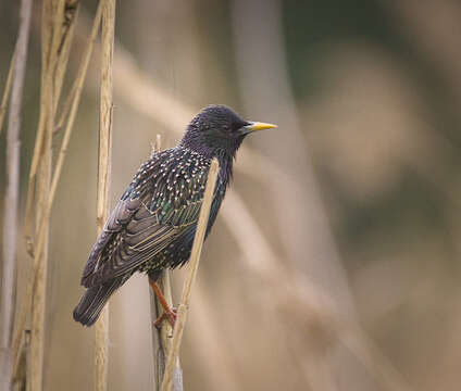 Image of Sturnus Linnaeus 1758