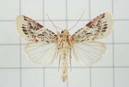 Image of Spodoptera picta Guérin-Meneville 1830