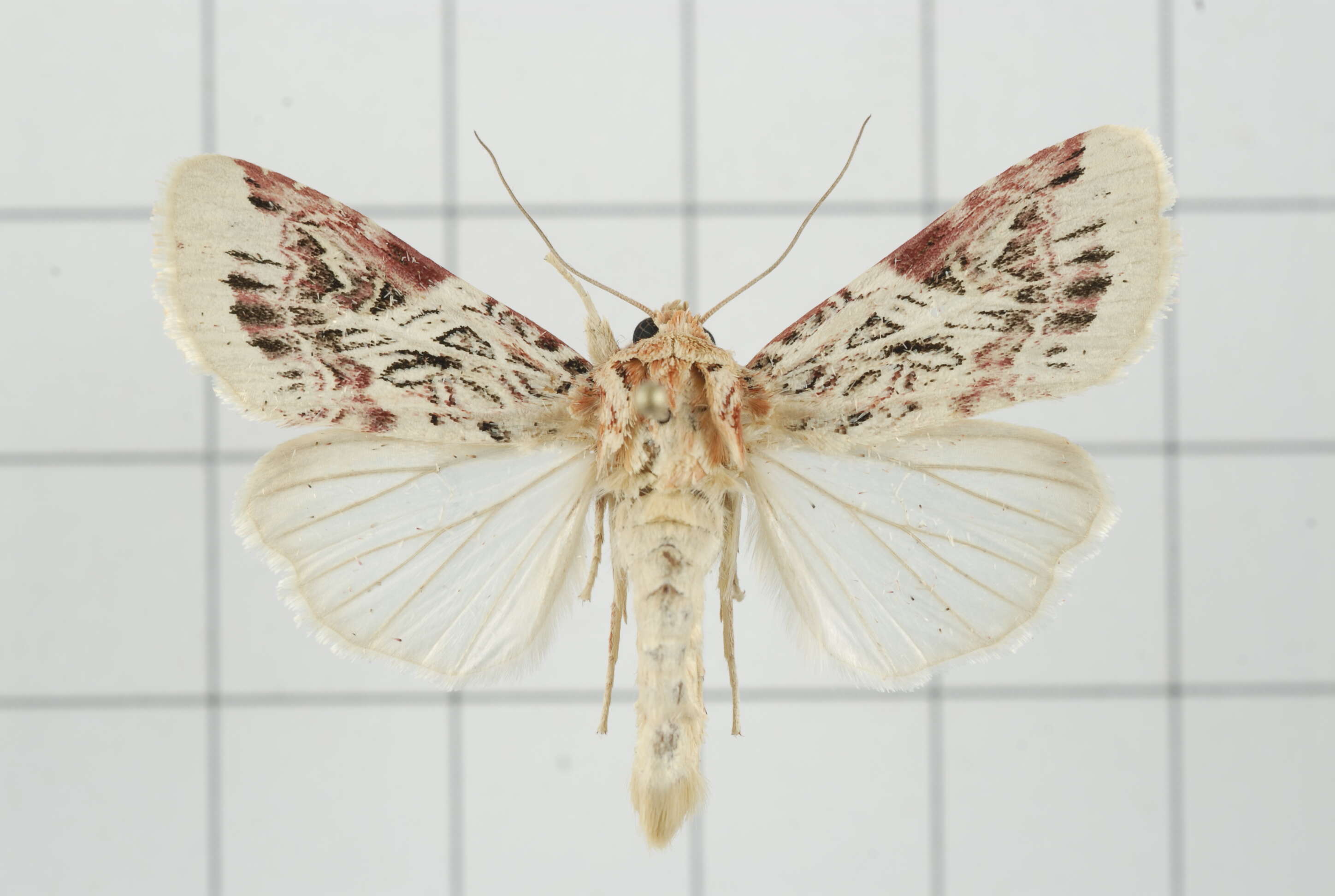 Image of Spodoptera picta Guérin-Meneville 1830