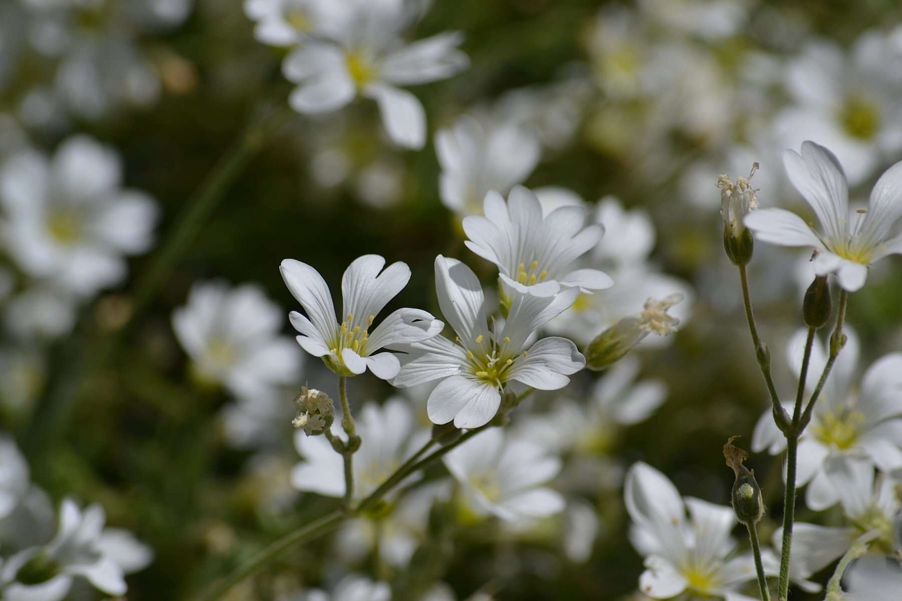 Imagem de Cerastium biebersteinii DC.