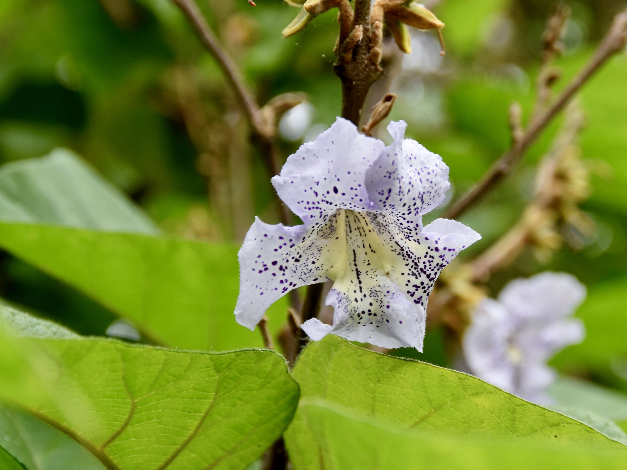 Слика од Paulownia kawakamii Ito