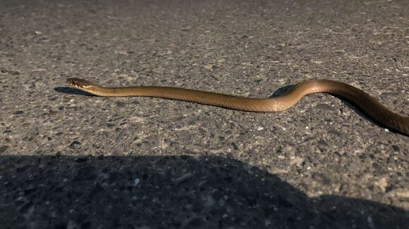 Image of Japanese Keelback