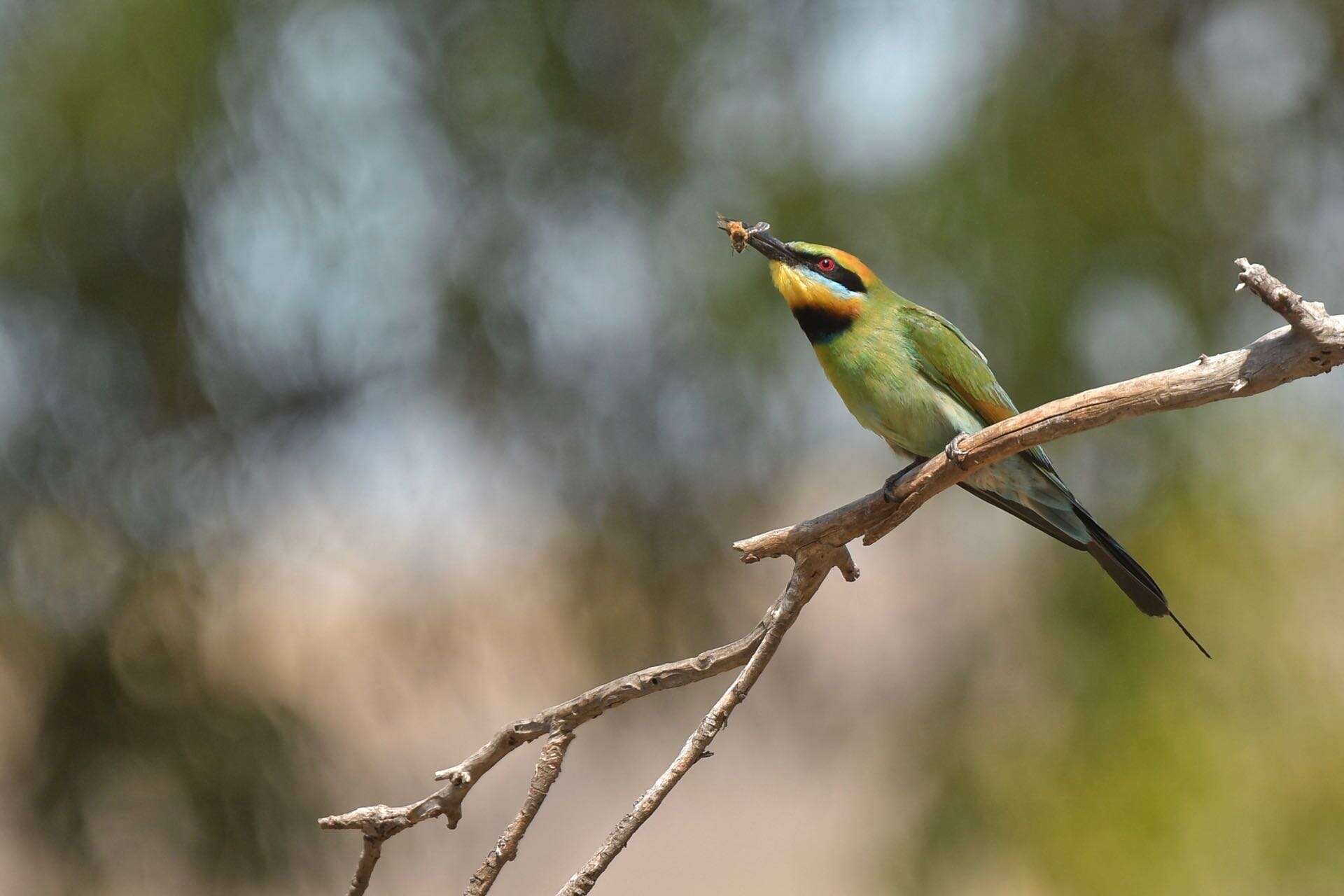 Image of Rainbow Bee-eater