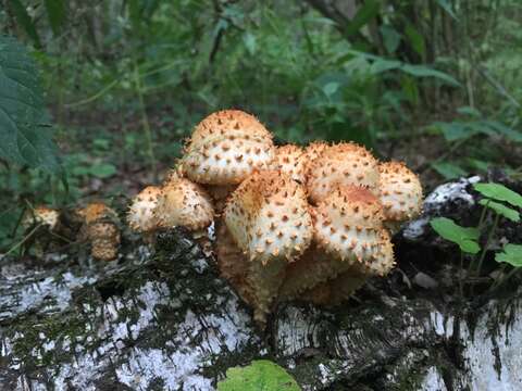 Pholiota squarrosa (Vahl) P. Kumm. 1871 resmi