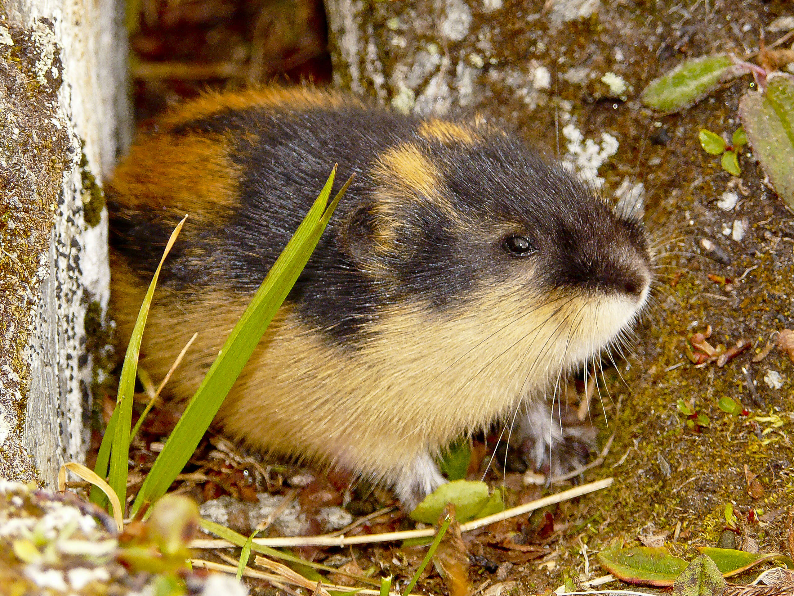 Image of Norway Lemming