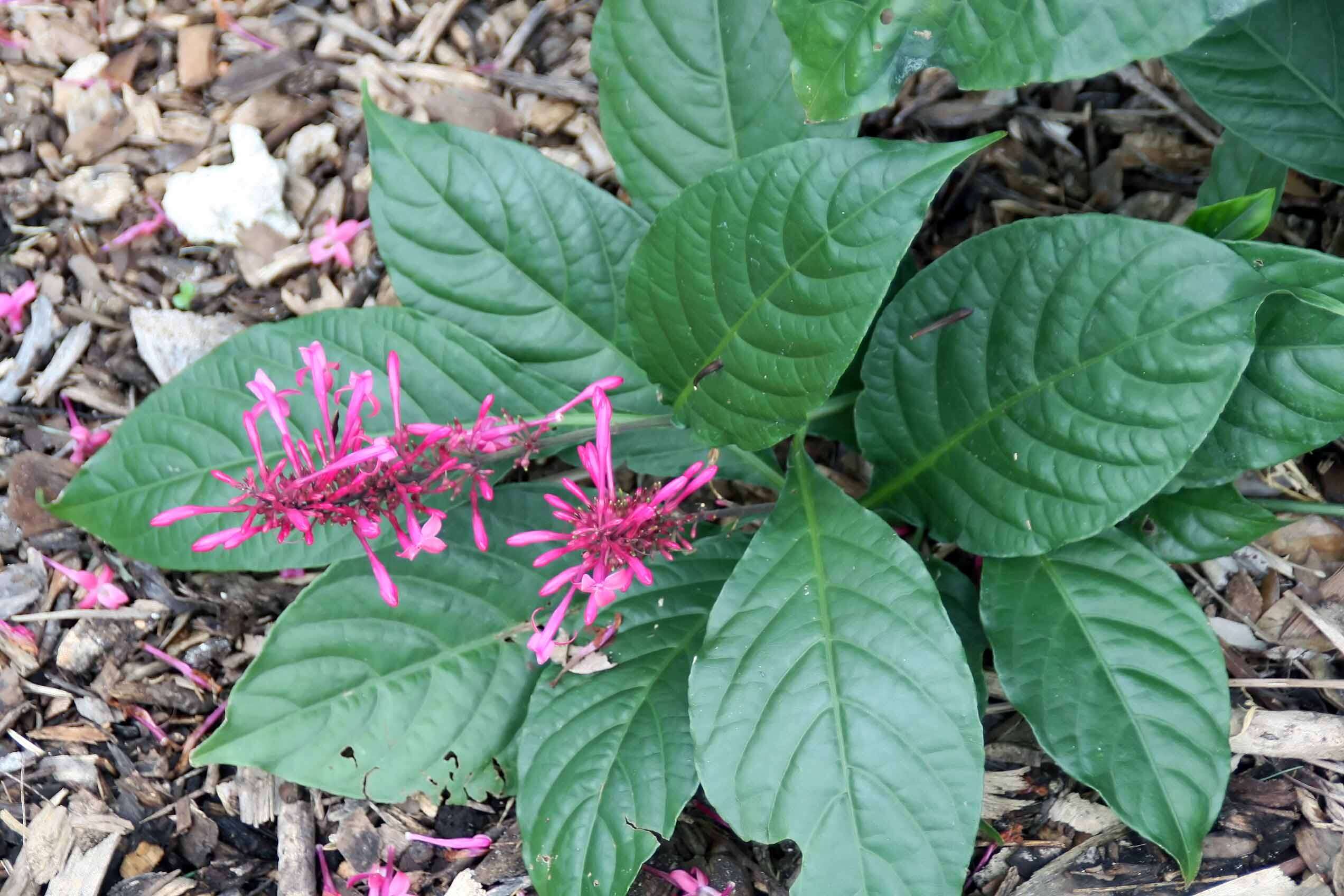 Image of Cardinal's guard flower