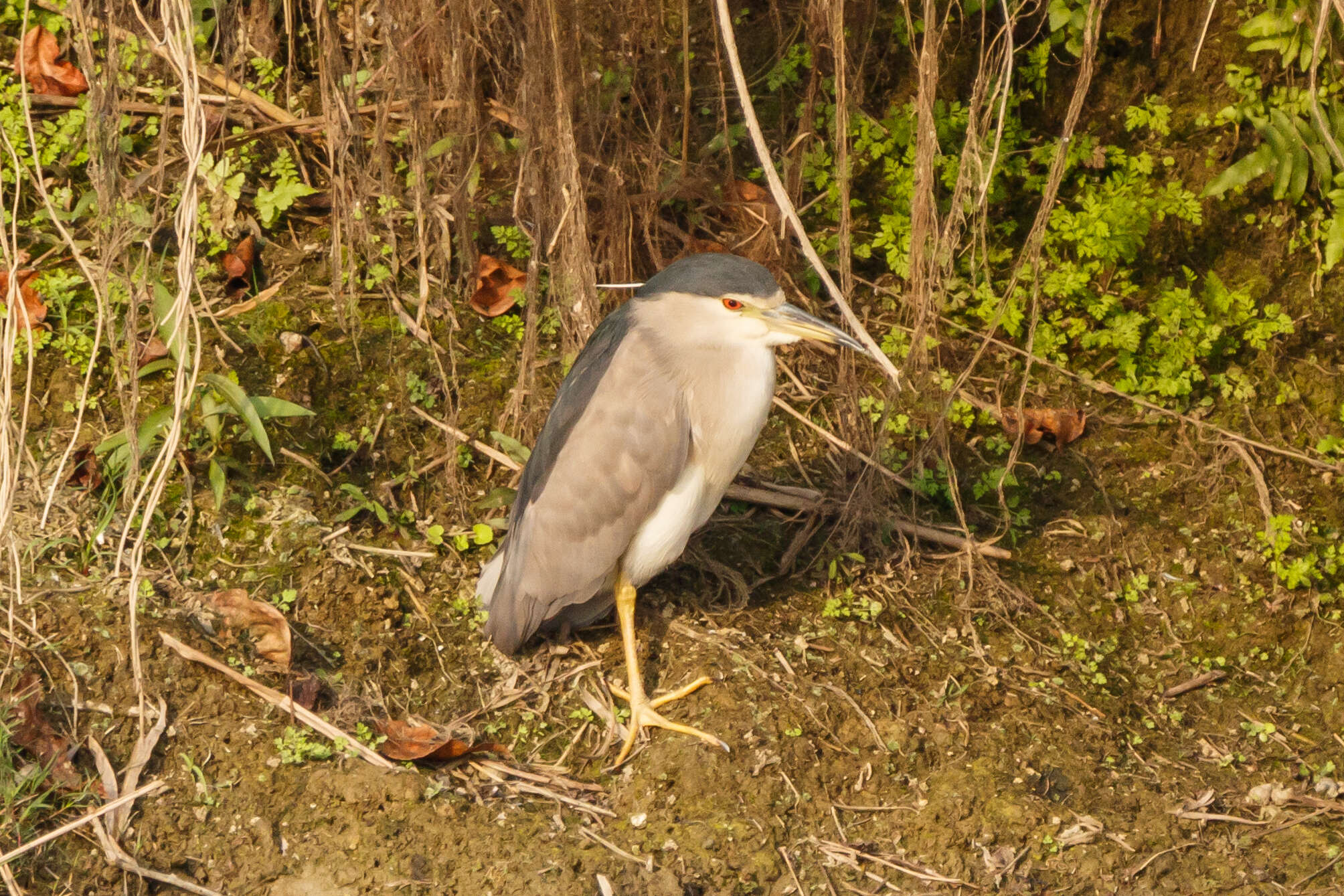 Image of Night Herons