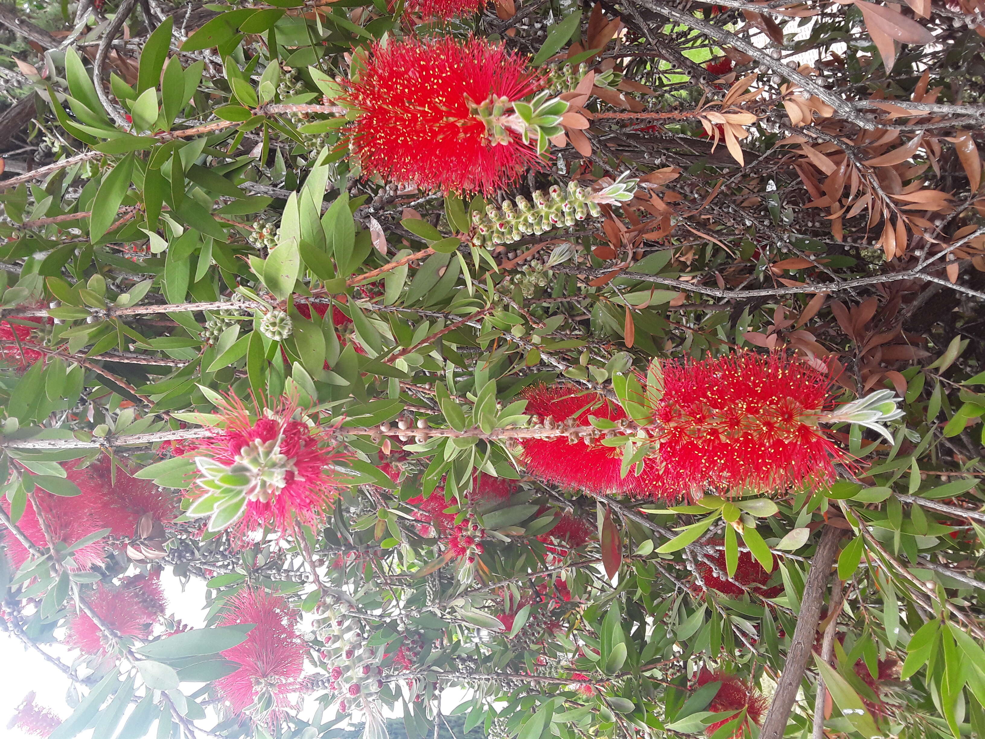 صورة Callistemon citrinus (Curtis) Skeels