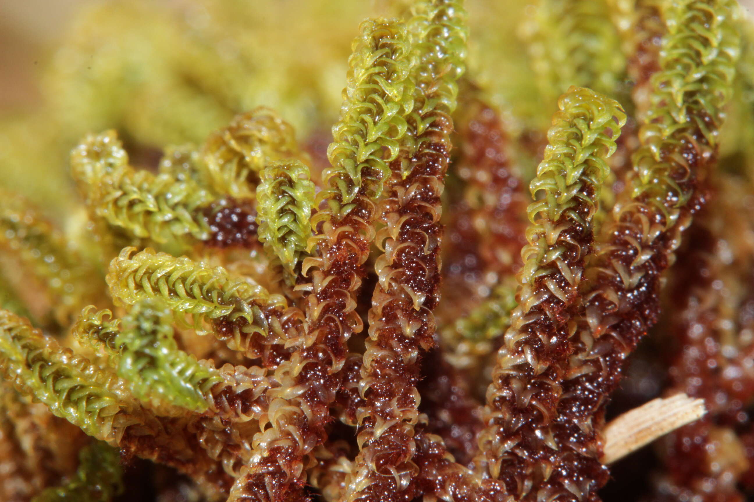 Image of paludella moss