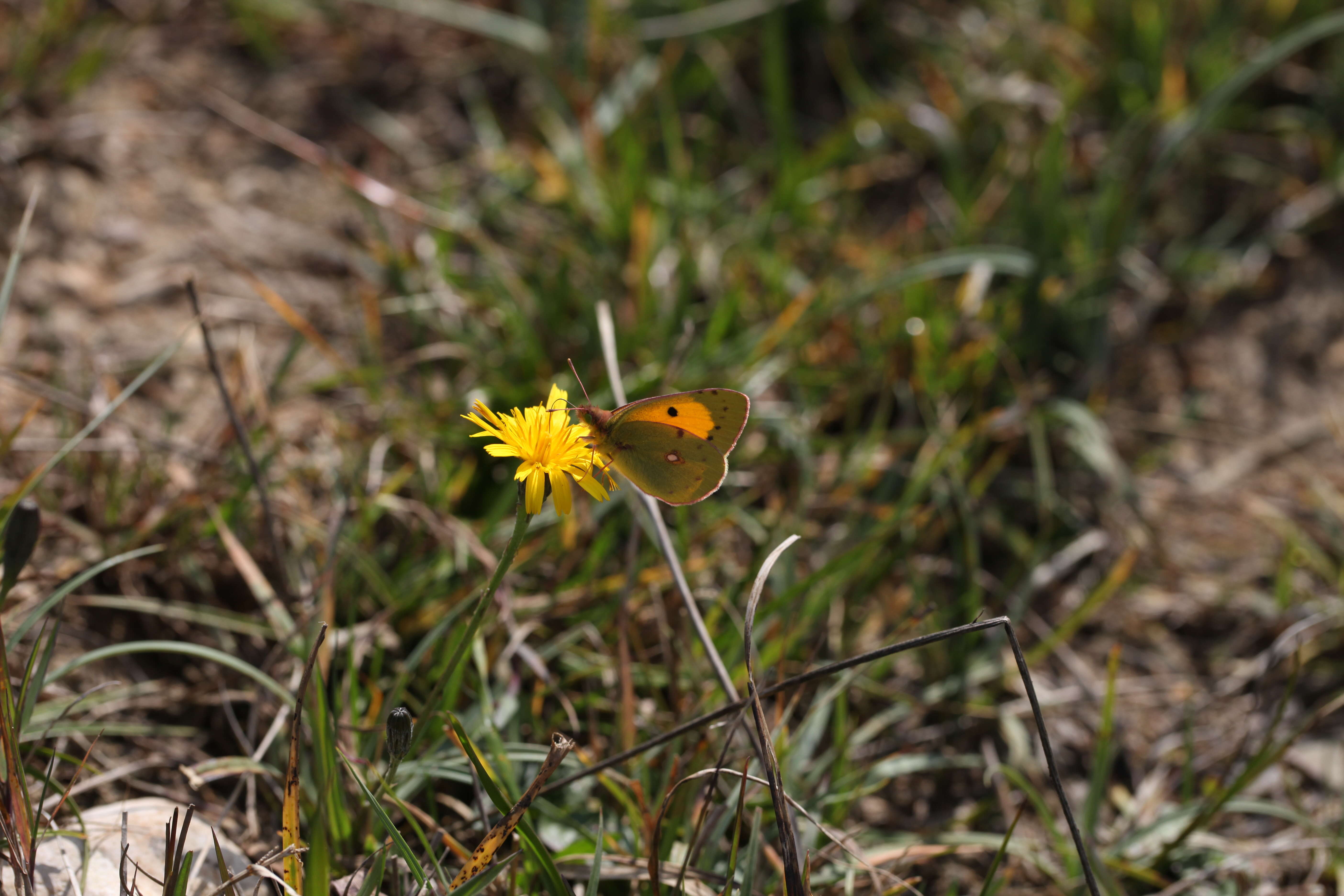 Image of clouded yellow