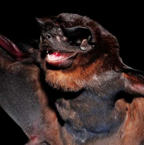 Image of Bonda Mastiff Bat