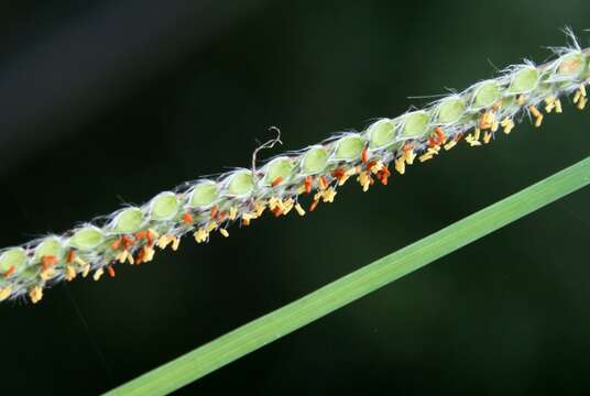 Image of Vasey's grass