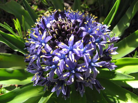 Imagem de Scilla peruviana L.