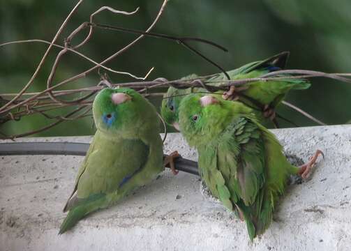 Image of Spectacled Parrotlet