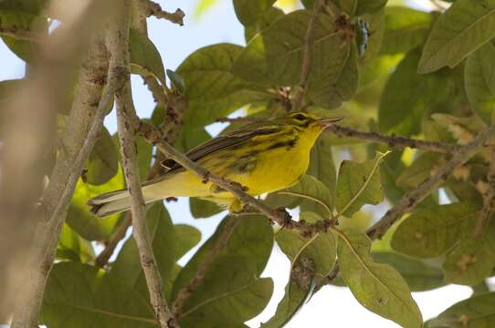 Setophaga discolor (Vieillot 1809) resmi