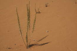 Image of Artemisia monosperma Del.