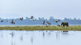 Image of Indian elephant