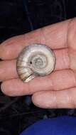 Image of Great Ram's Horn Snail