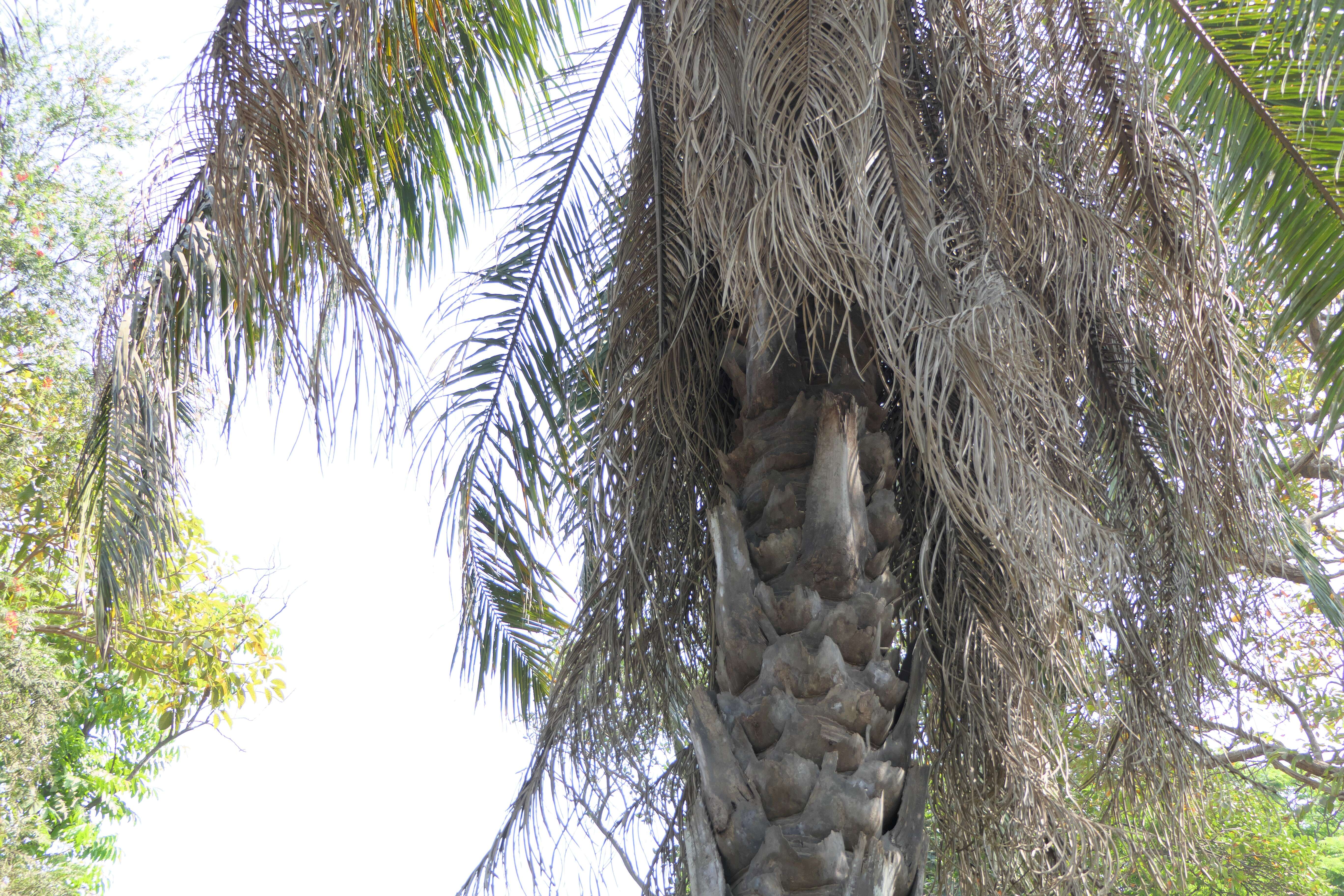 Слика од Elaeis guineensis Jacq.