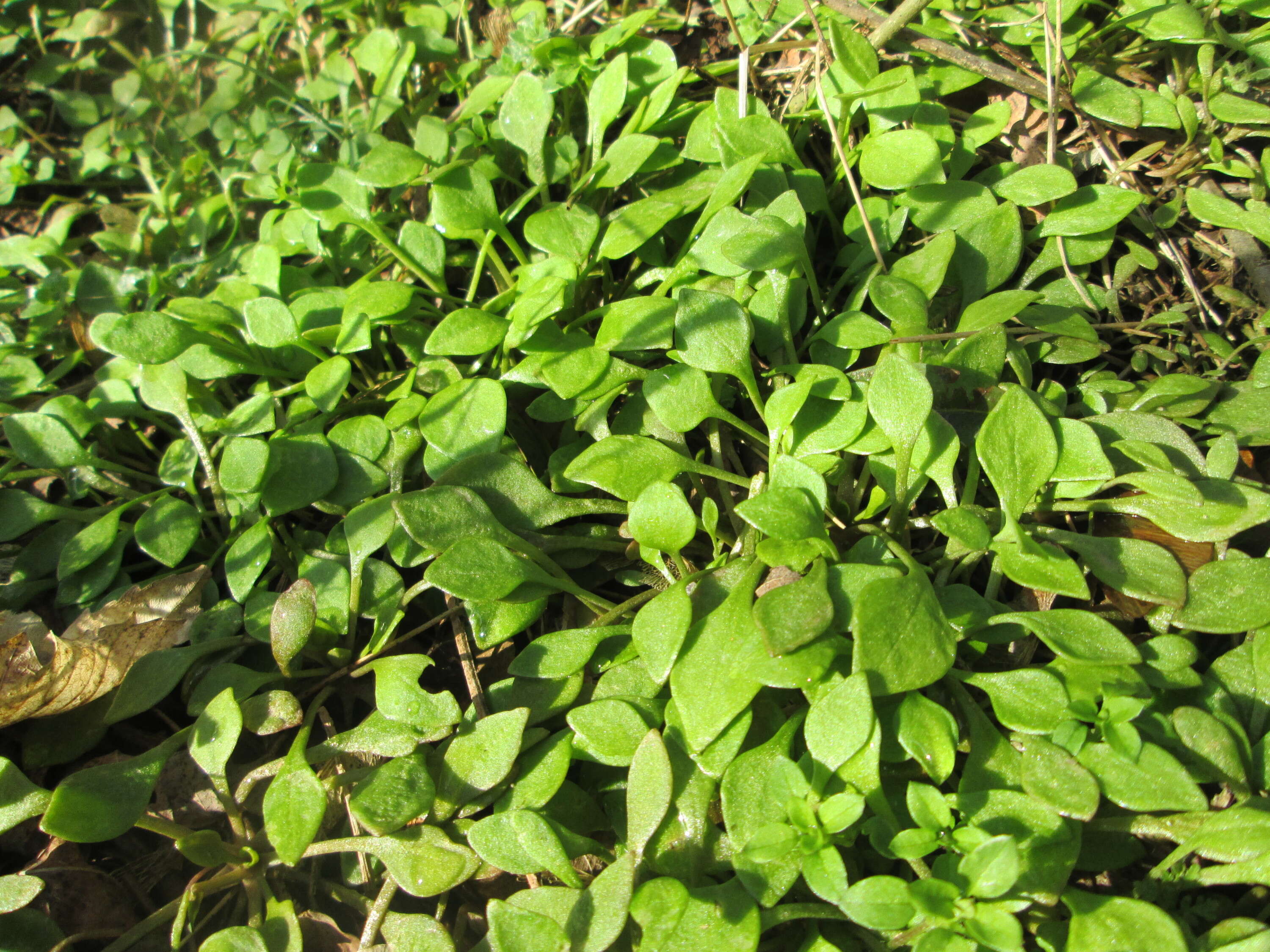 Image of Indian lettuce