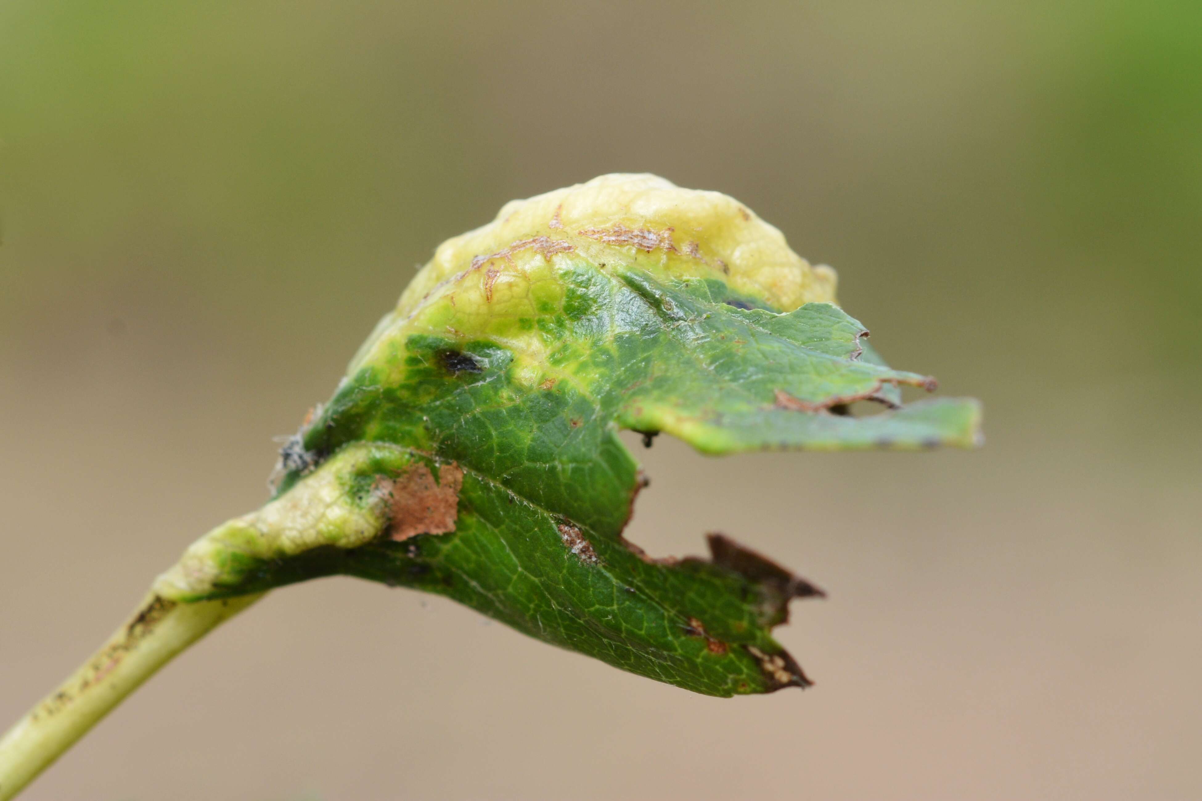 Image of Aphid