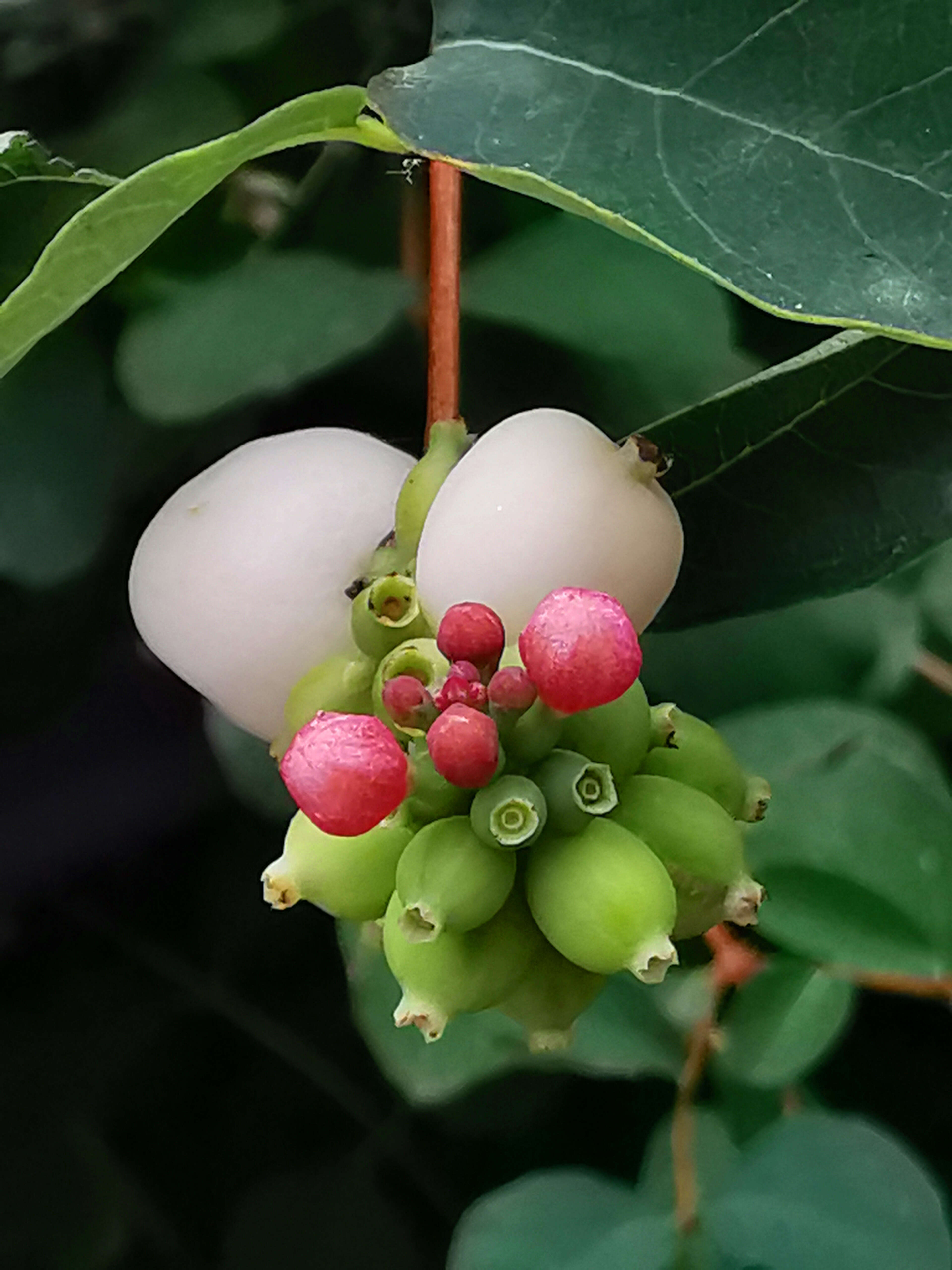 Image of Snowberry