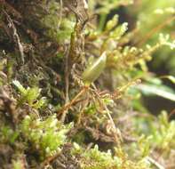 Image of Green shield moss