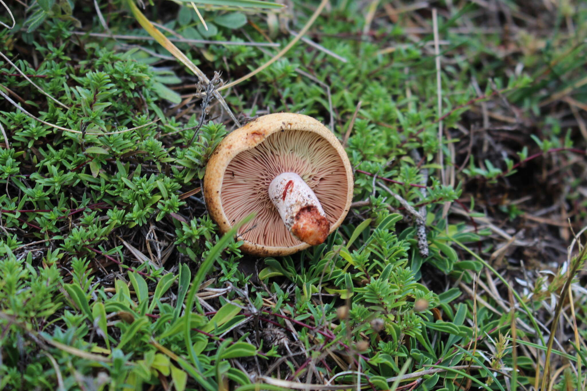 Imagem de Lactarius sanguifluus (Paulet) Fr. 1838