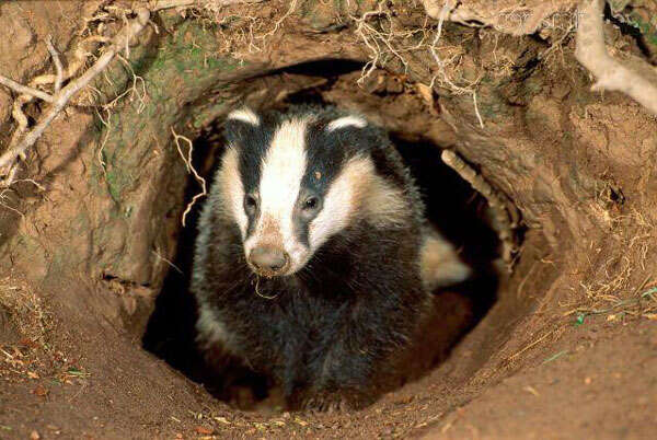 Image of badger