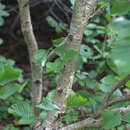 Image of Betula medwediewii Regel