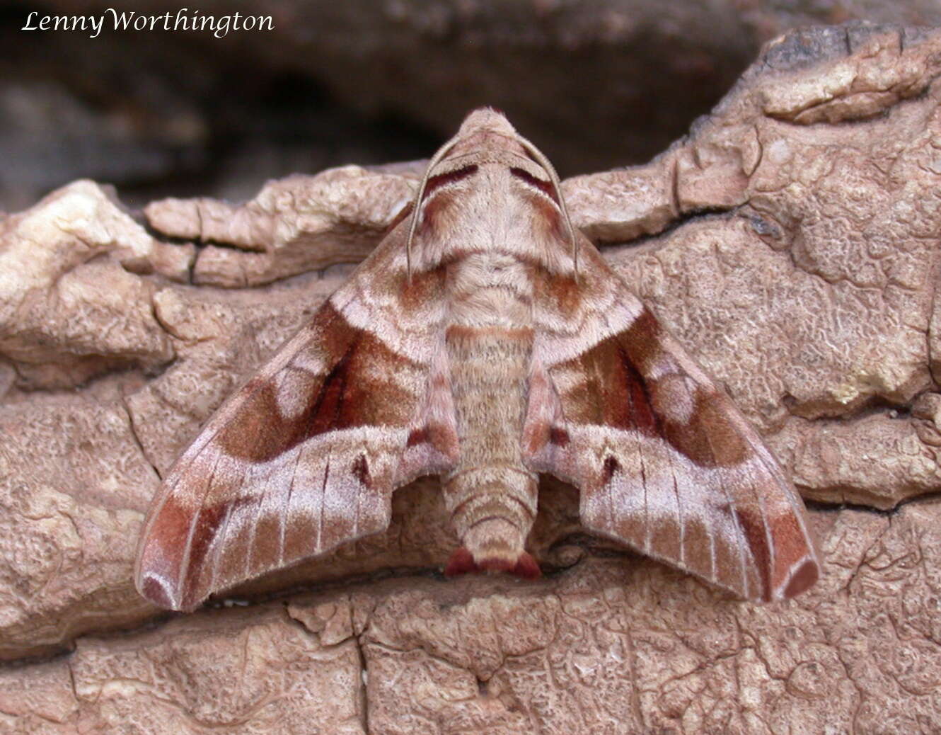 Image of Craspedortha porphyria (Butler 1876)