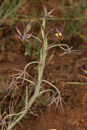 Imagem de Ornithoglossum vulgare B. Nord.