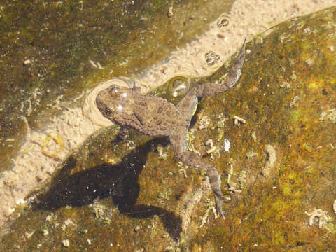 Image of Yellow–bellied Toad