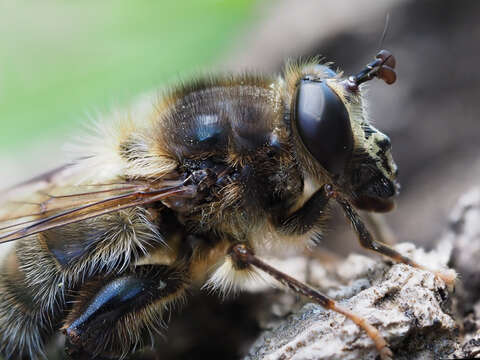 Image of Criorhina pachymera (Egger 1858)