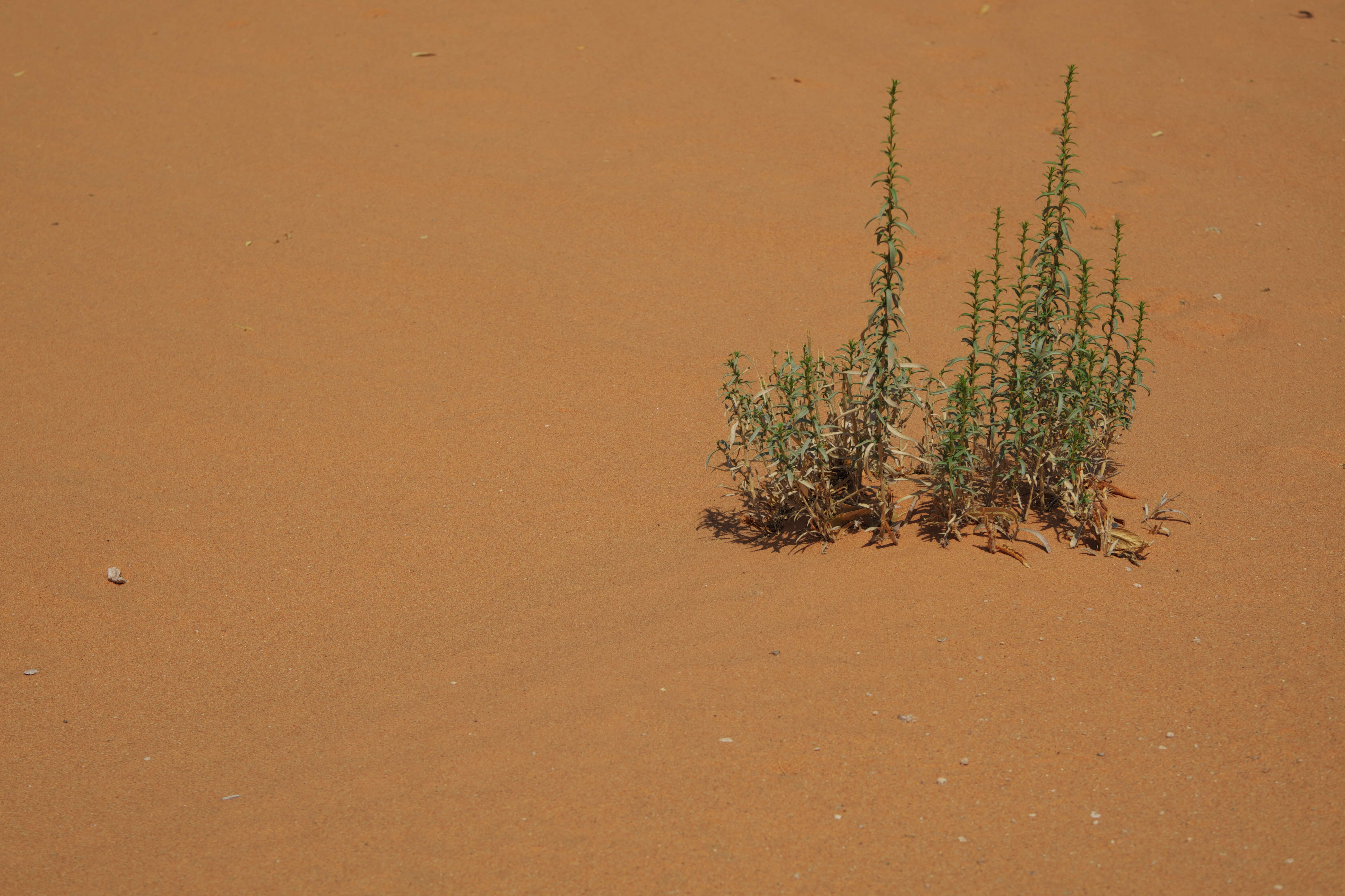 Image of Artemisia monosperma Del.