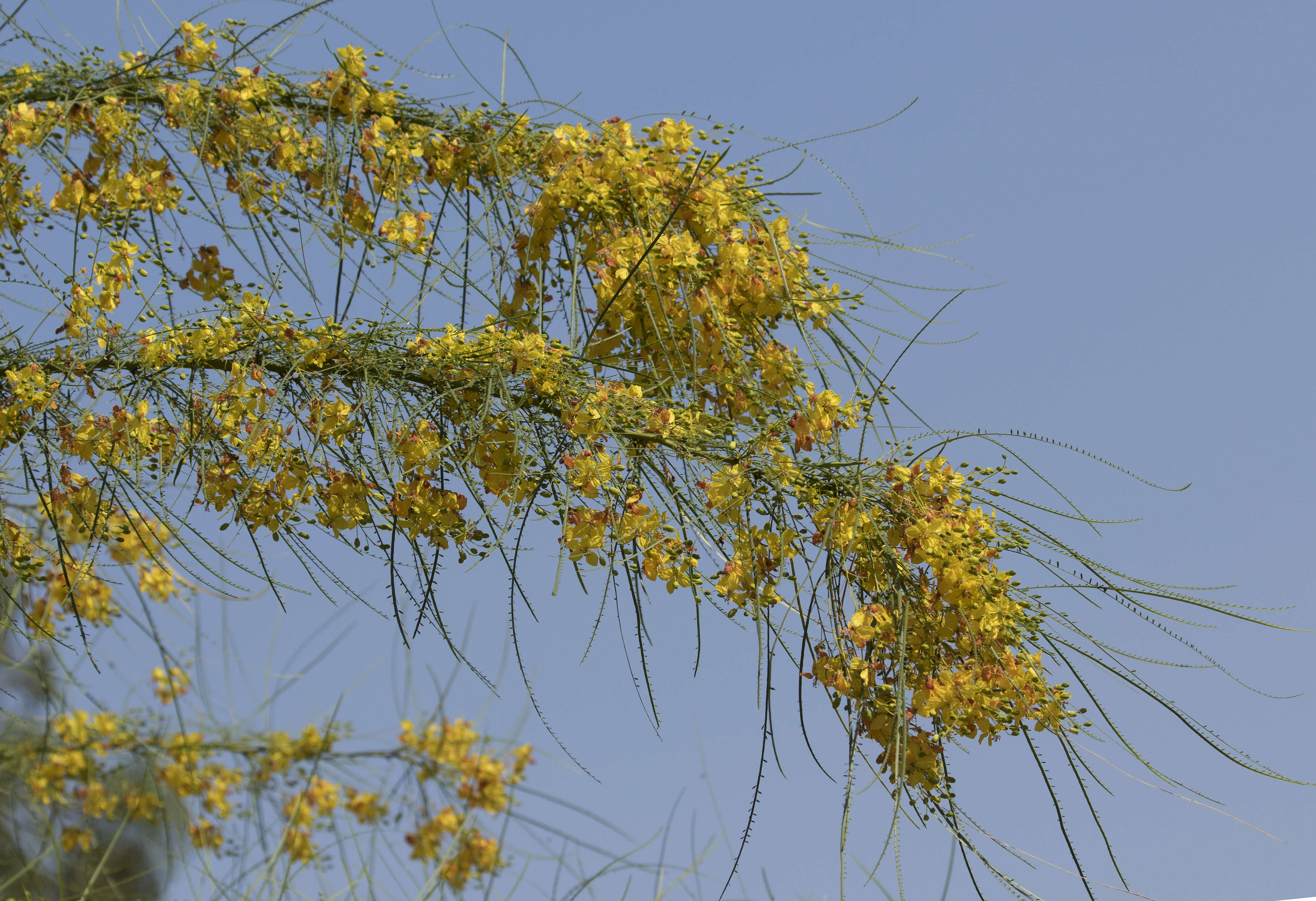 Image of Jerusalem thorn