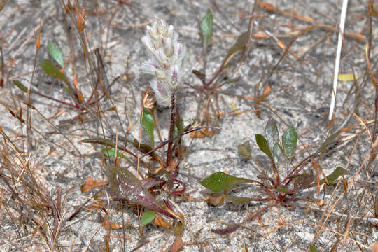 Ptilotus pyramidatus (Moq.) F. Müll.的圖片