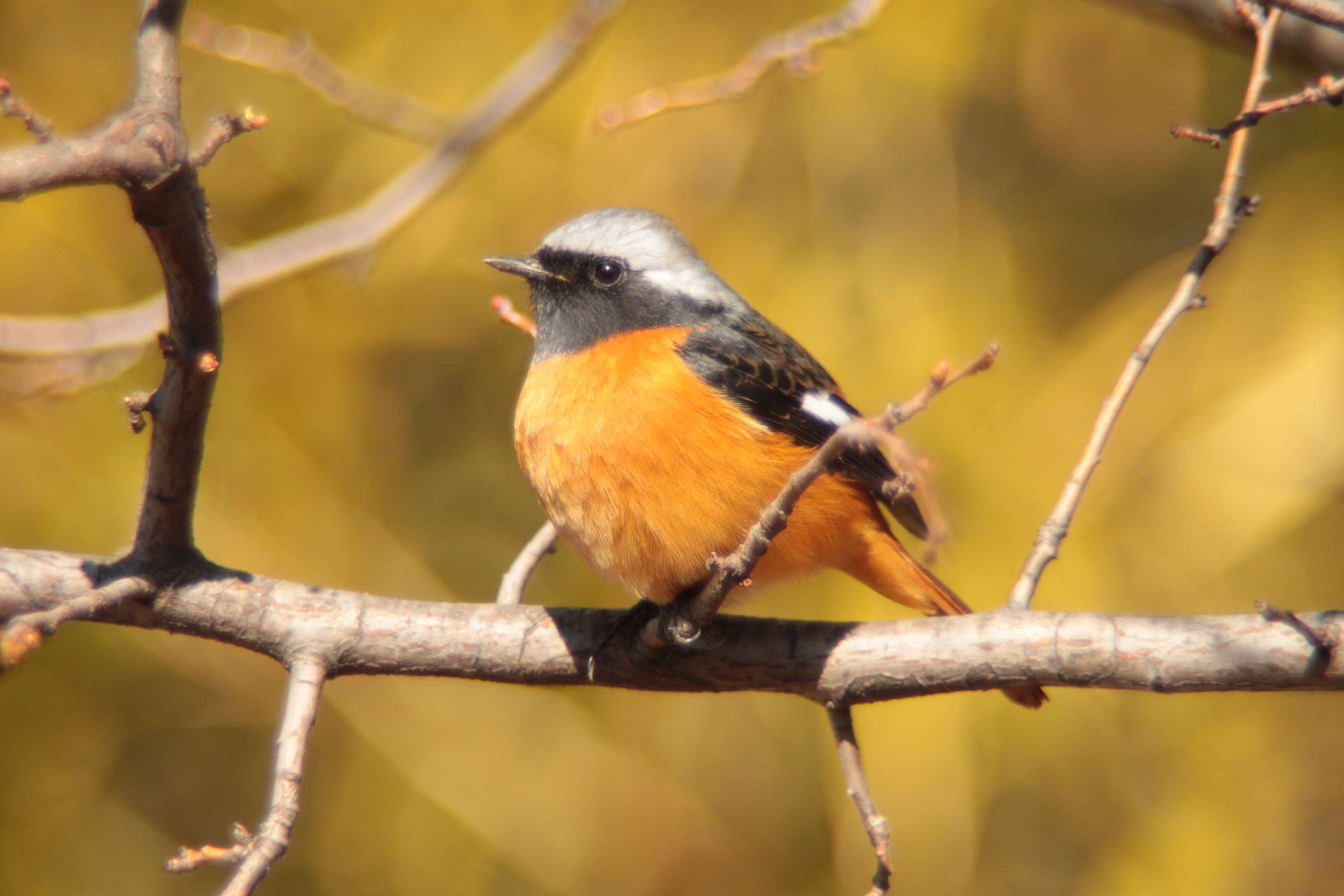 Image of Daurian Redstart