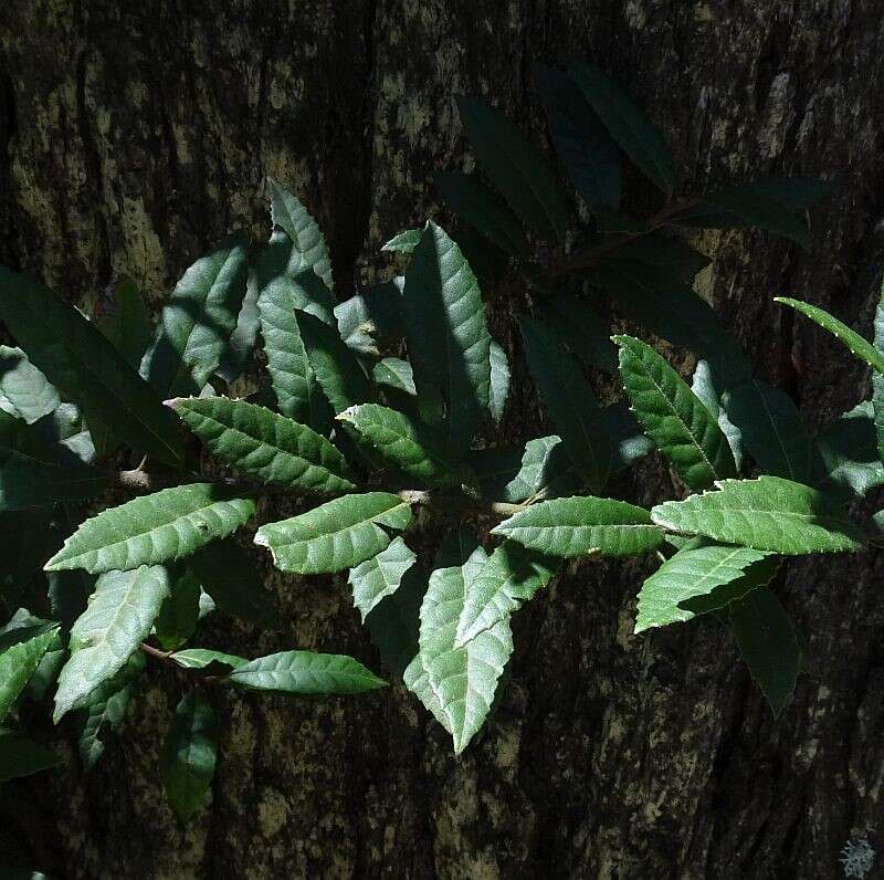 Image of Elaeocarpus holopetalus F. Müll.