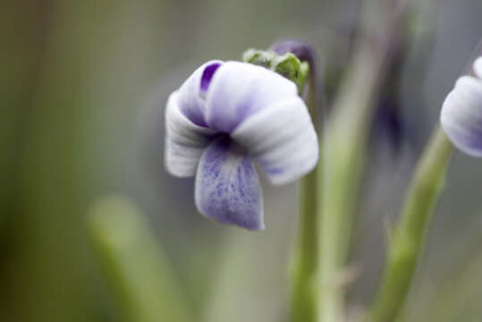 Image of Hawai'i bog violet