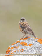 Image of Altai Accentor