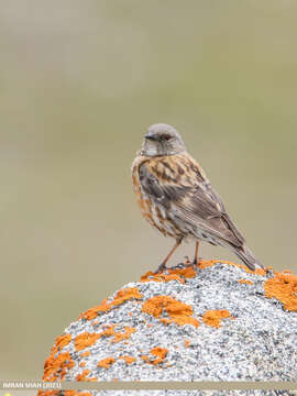 Image of Altai Accentor