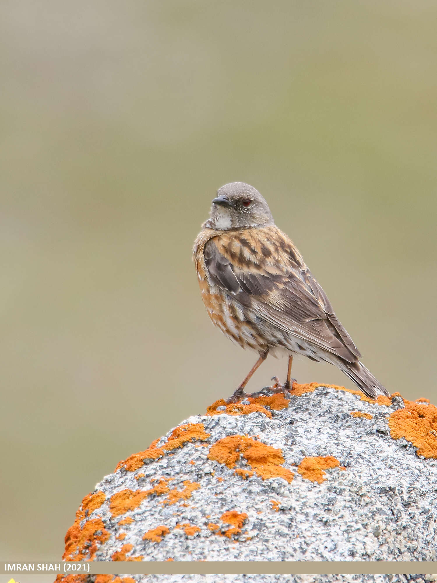 Image of Altai Accentor