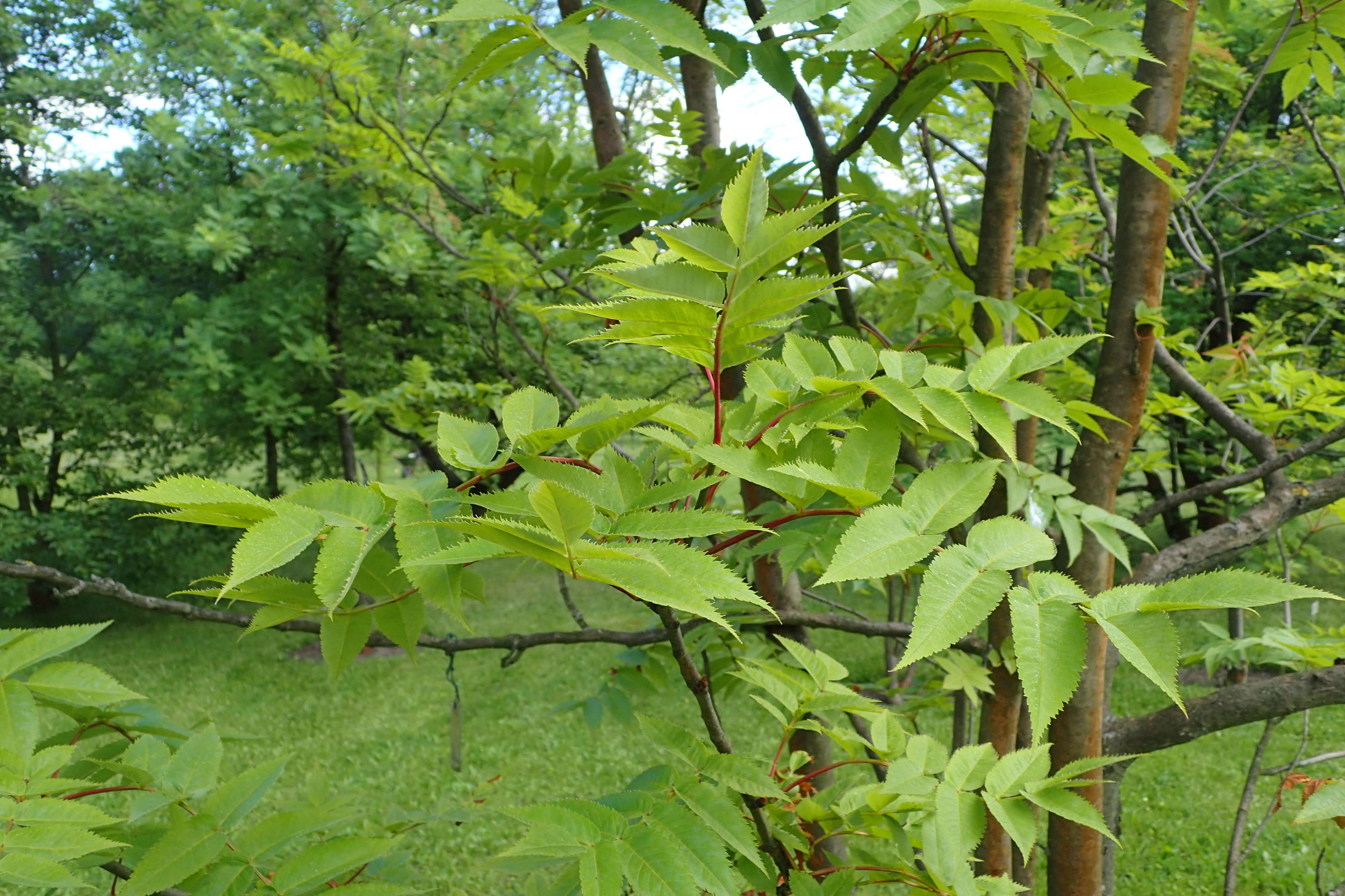 Image of Japanese Rowan