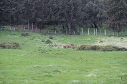 Image of Barbary stag