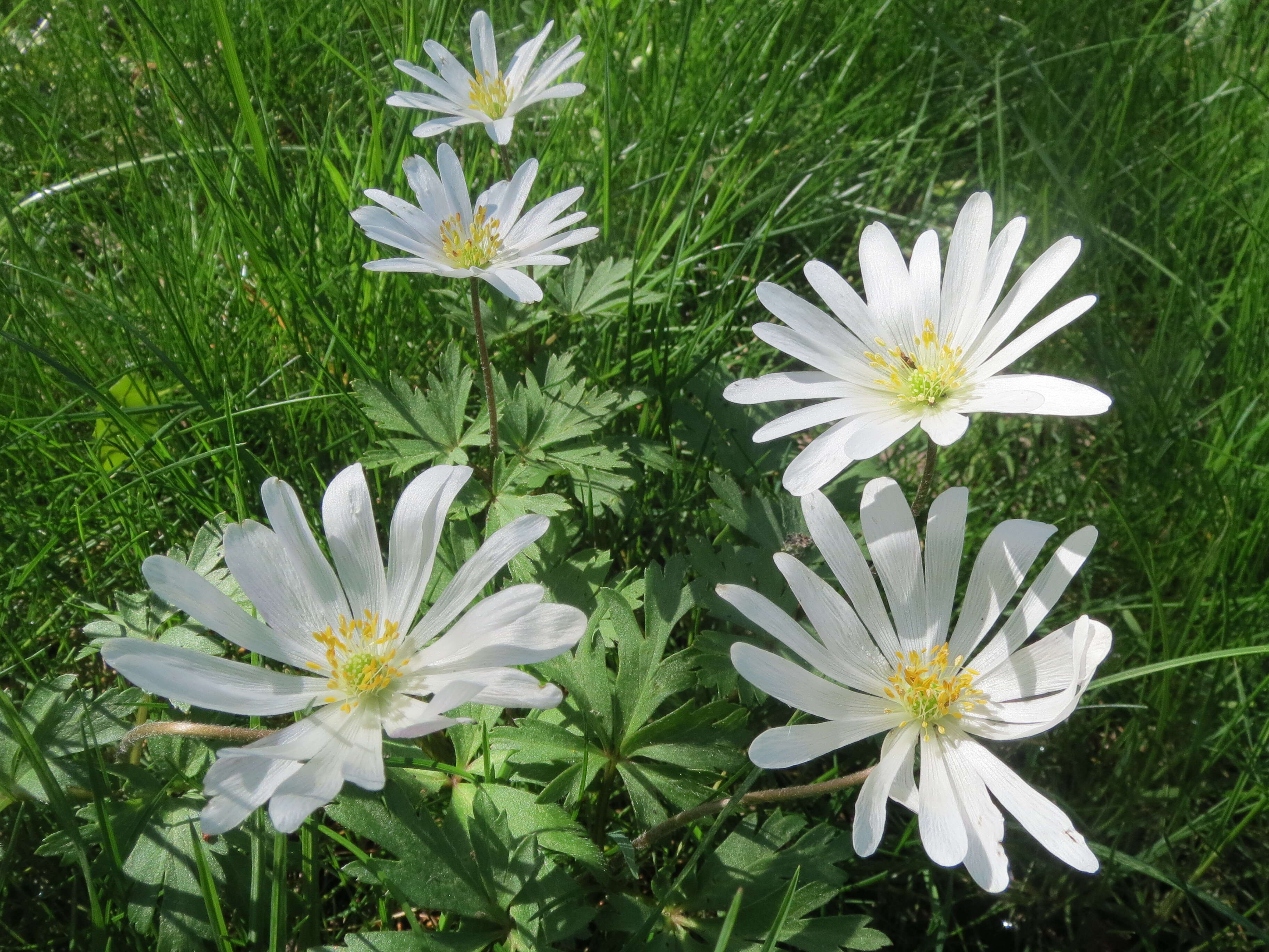 Image of Balkan Anemone